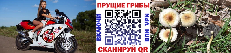 Псилоцибиновые грибы GOLDEN TEACHER  кракен как войти  Цоци-Юрт 